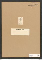 Cocconeis dirupta var. genuina Grun. (de-Toni-Nr.: Genus 40, Species 1843) Zeichnungen Sammlung Grunow Nr. 3643 (NHMW-BOT-W0371253)